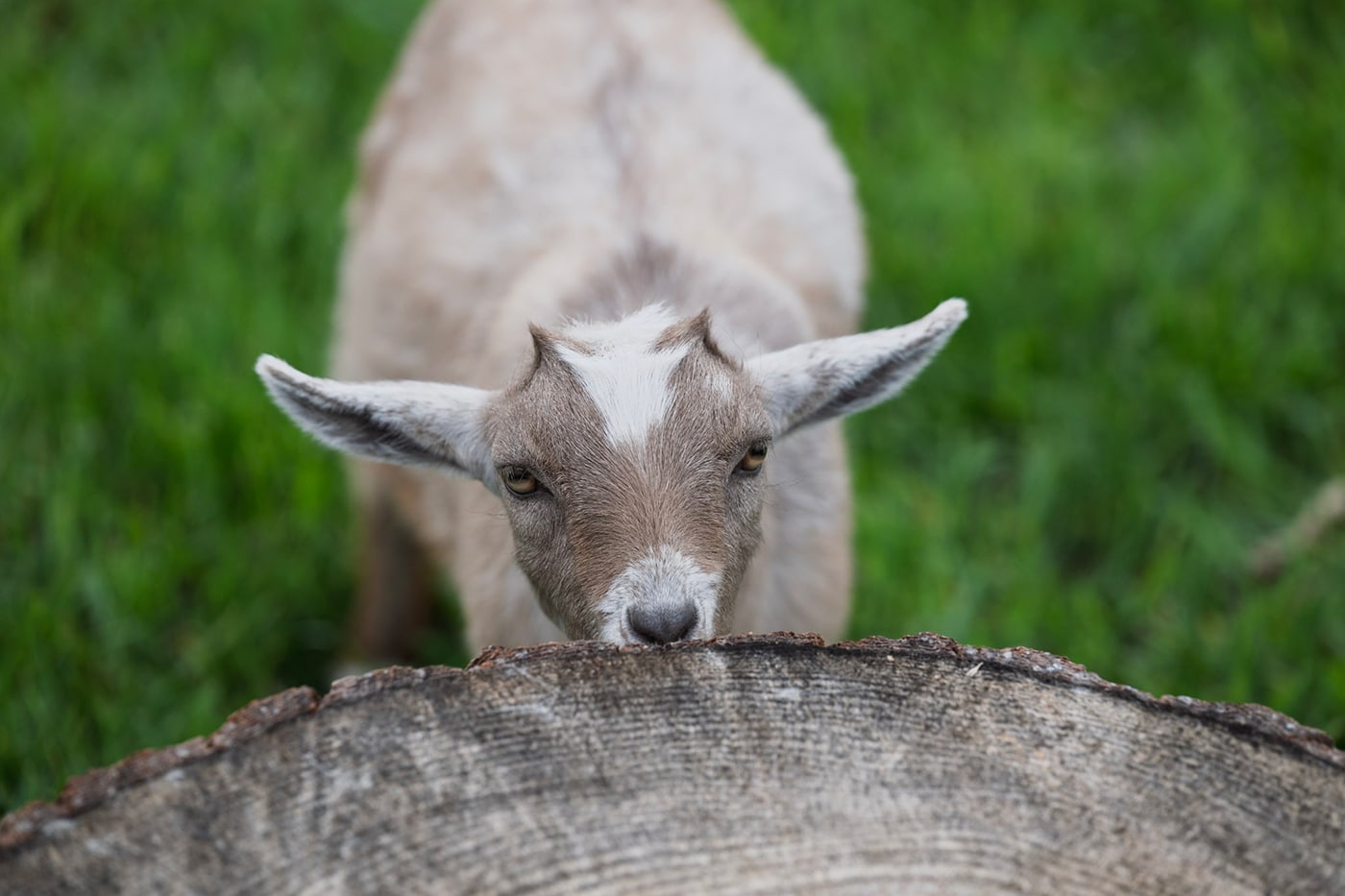 A young goat peeking over a wooden log, with green grass in the background.