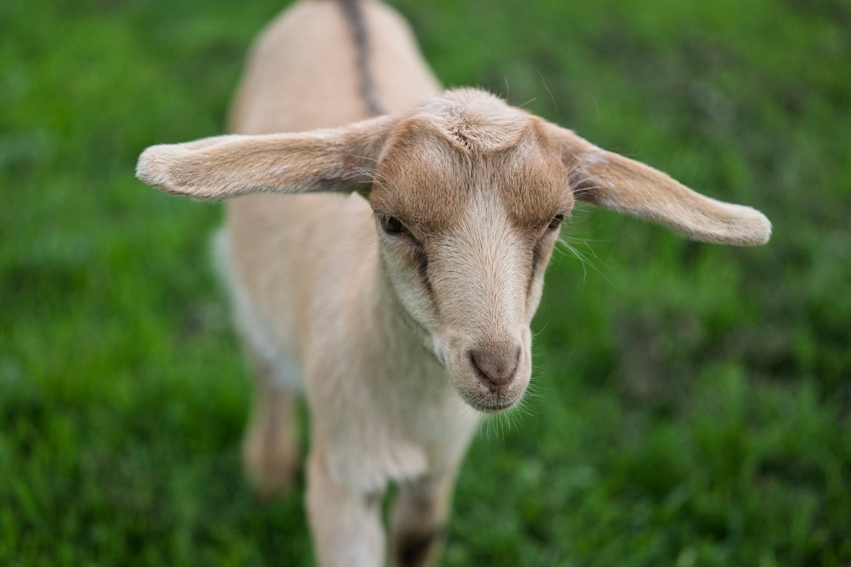 A young goat with large ears standing on green grass.