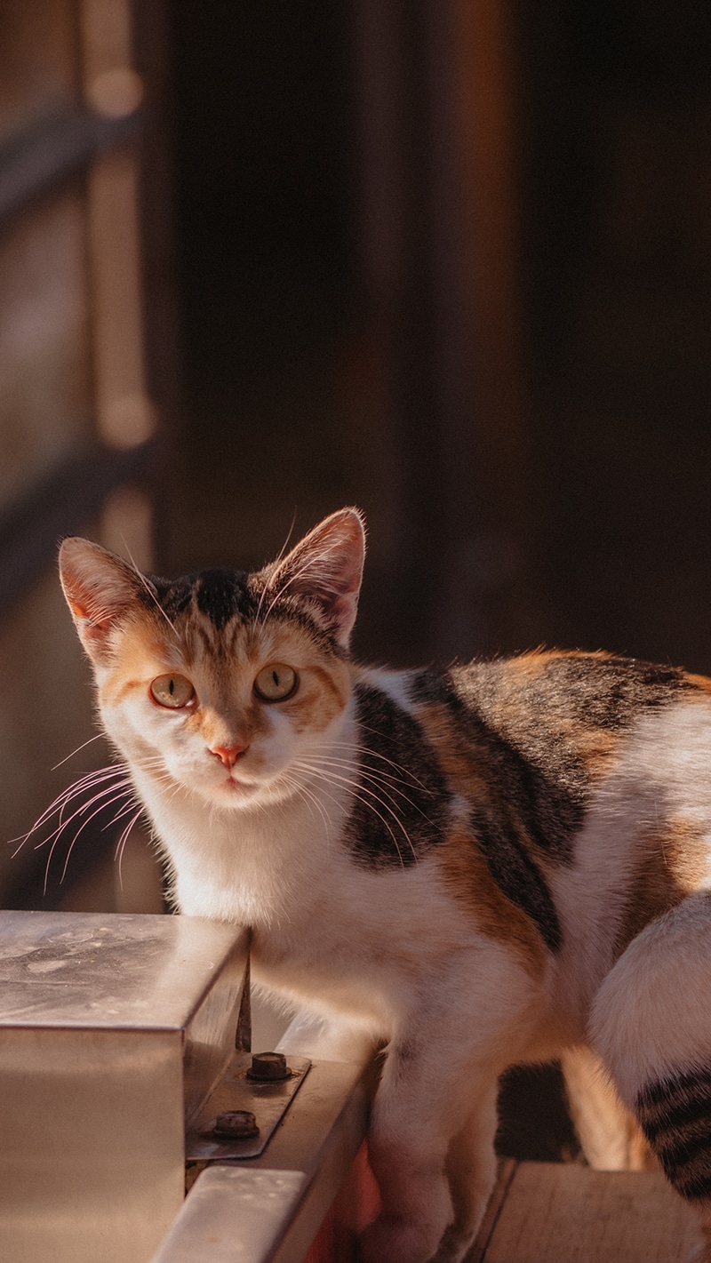 A calico cat sits beside a metallic surface, gazing at the camera.