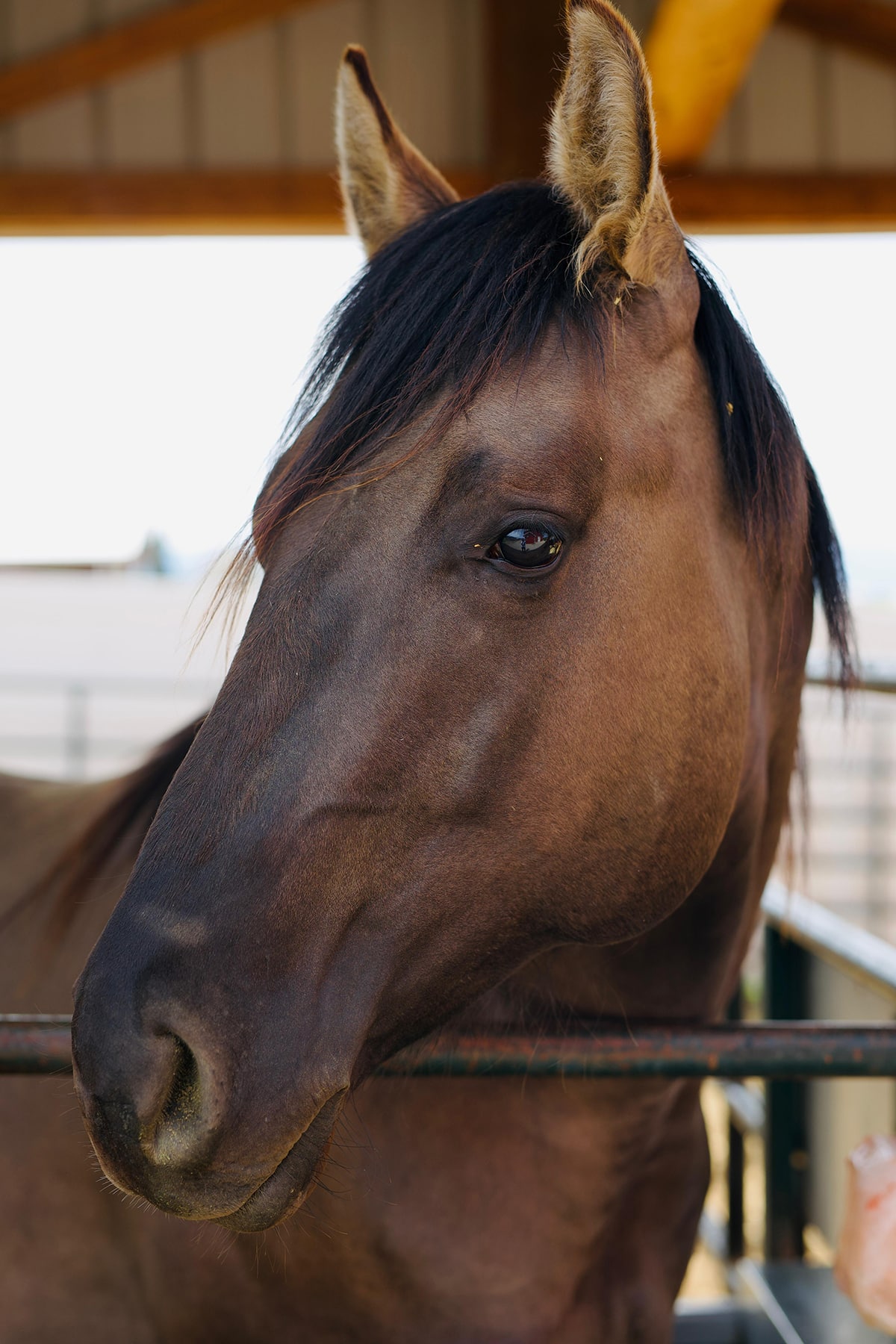 A close-up of a brown horse with a smooth coat, big dark eyes, and prominent ears, set against a blurred background of a stable.